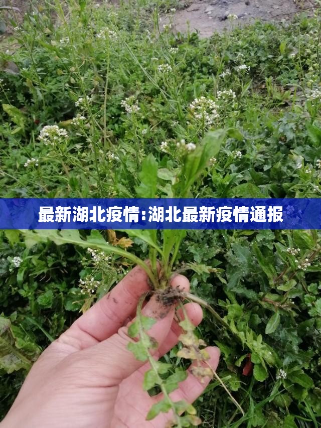 最新湖北疫情:湖北最新疫情通报 最新湖北疫情:湖北最新疫情通报