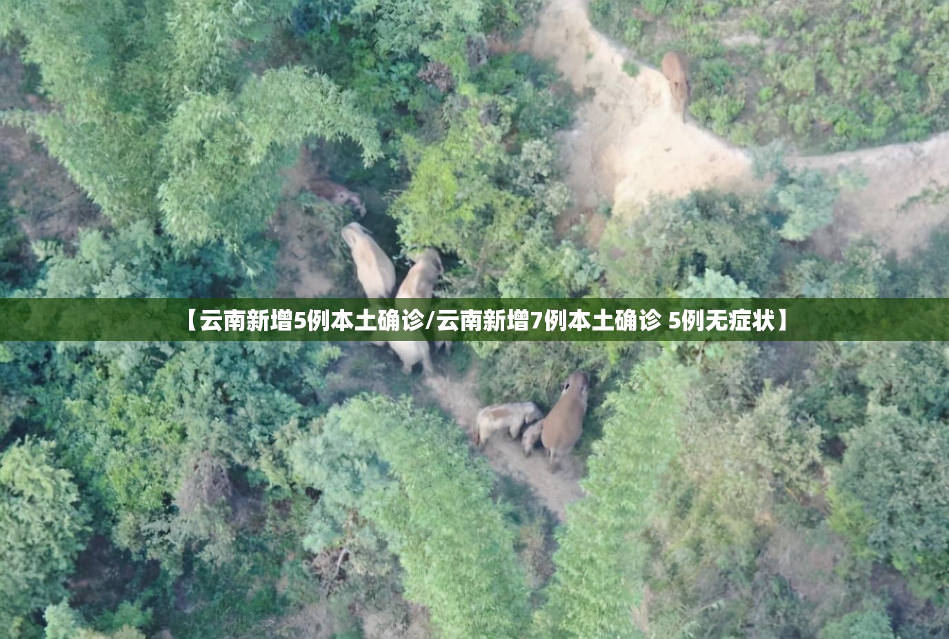 【云南新增5例本土确诊/云南新增7例本土确诊 5例无症状】
