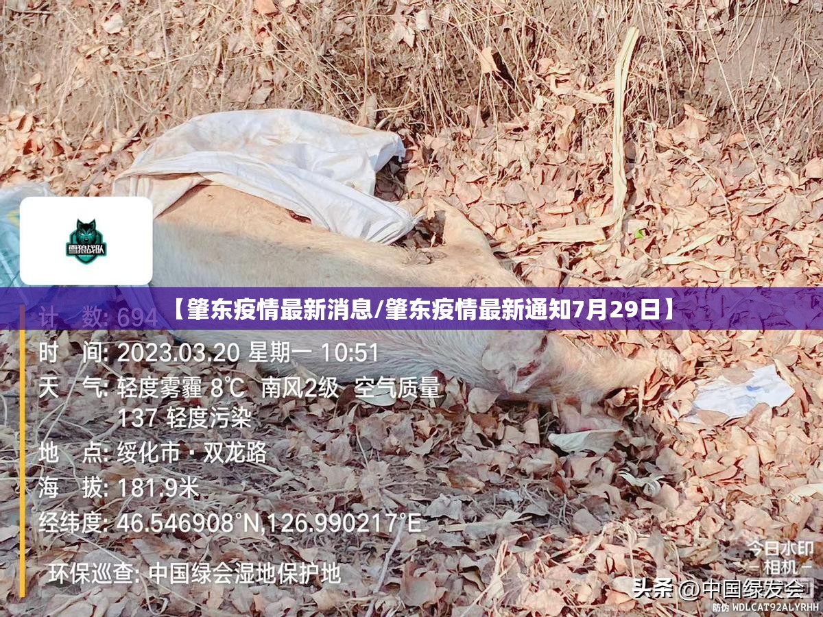 【肇东疫情最新消息/肇东疫情最新通知7月29日】