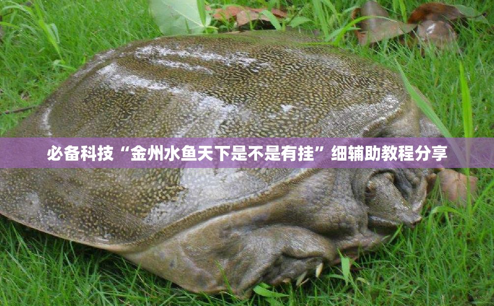 必备科技“金州水鱼天下是不是有挂	”细辅助教程分享