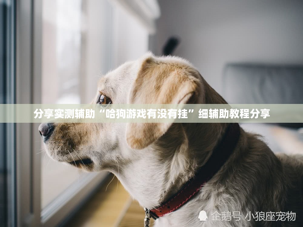 分享实测辅助“哈狗游戏有没有挂”细辅助教程分享