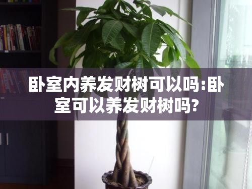 卧室内养发财树可以吗:卧室可以养发财树吗?