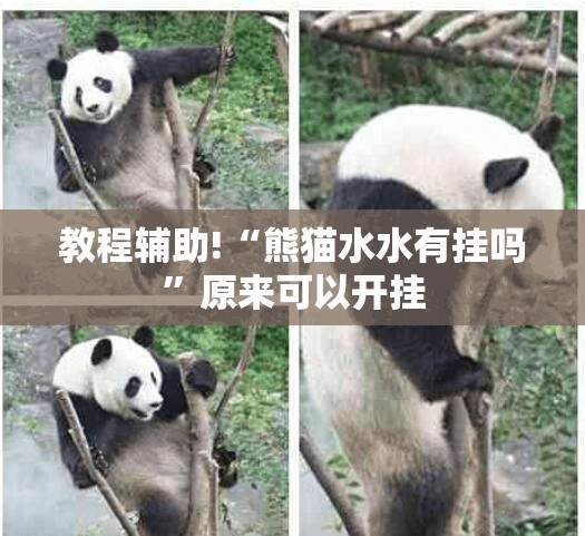 教程辅助!“熊猫水水有挂吗	”原来可以开挂