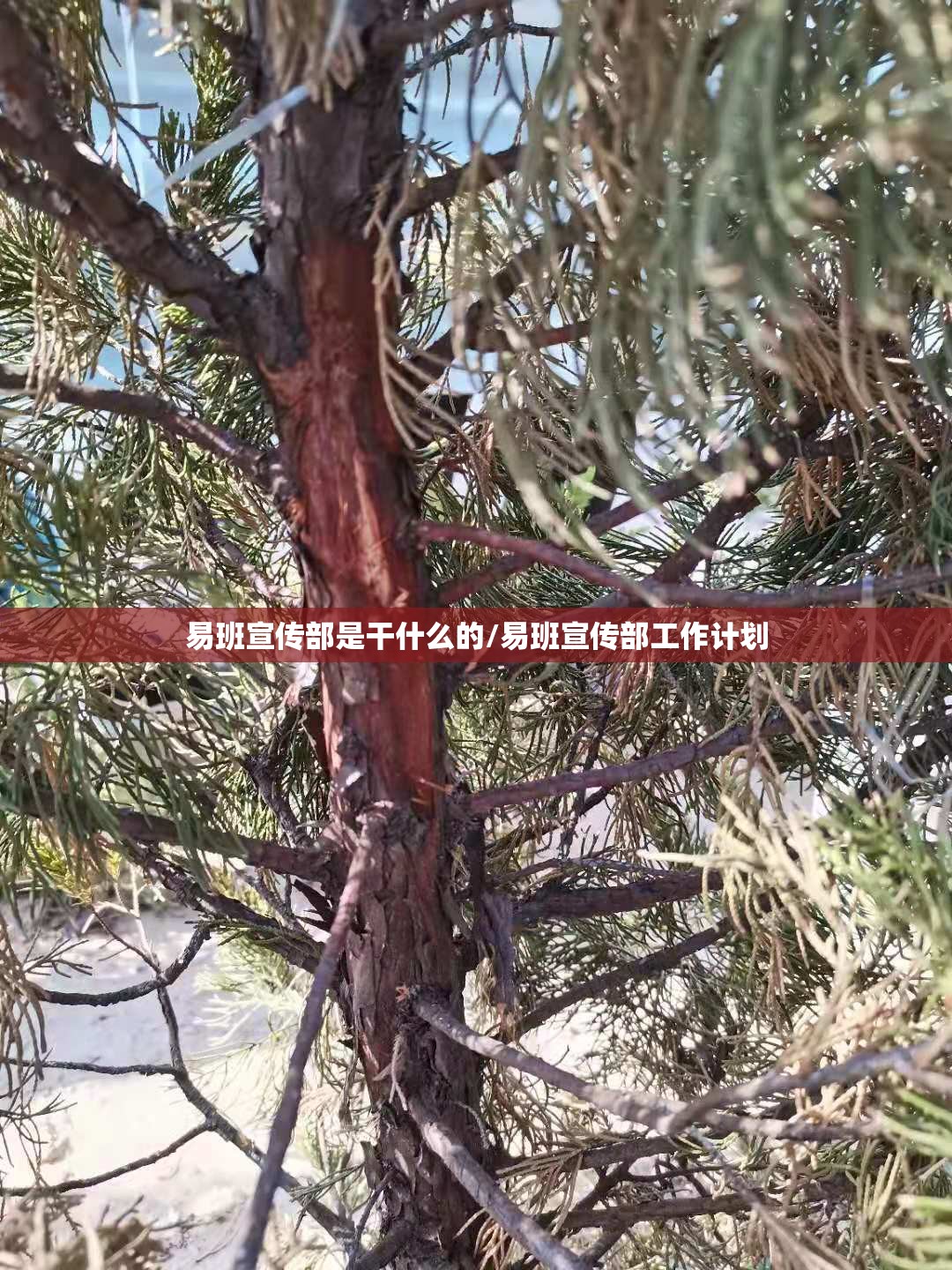 易班宣传部是干什么的/易班宣传部工作计划