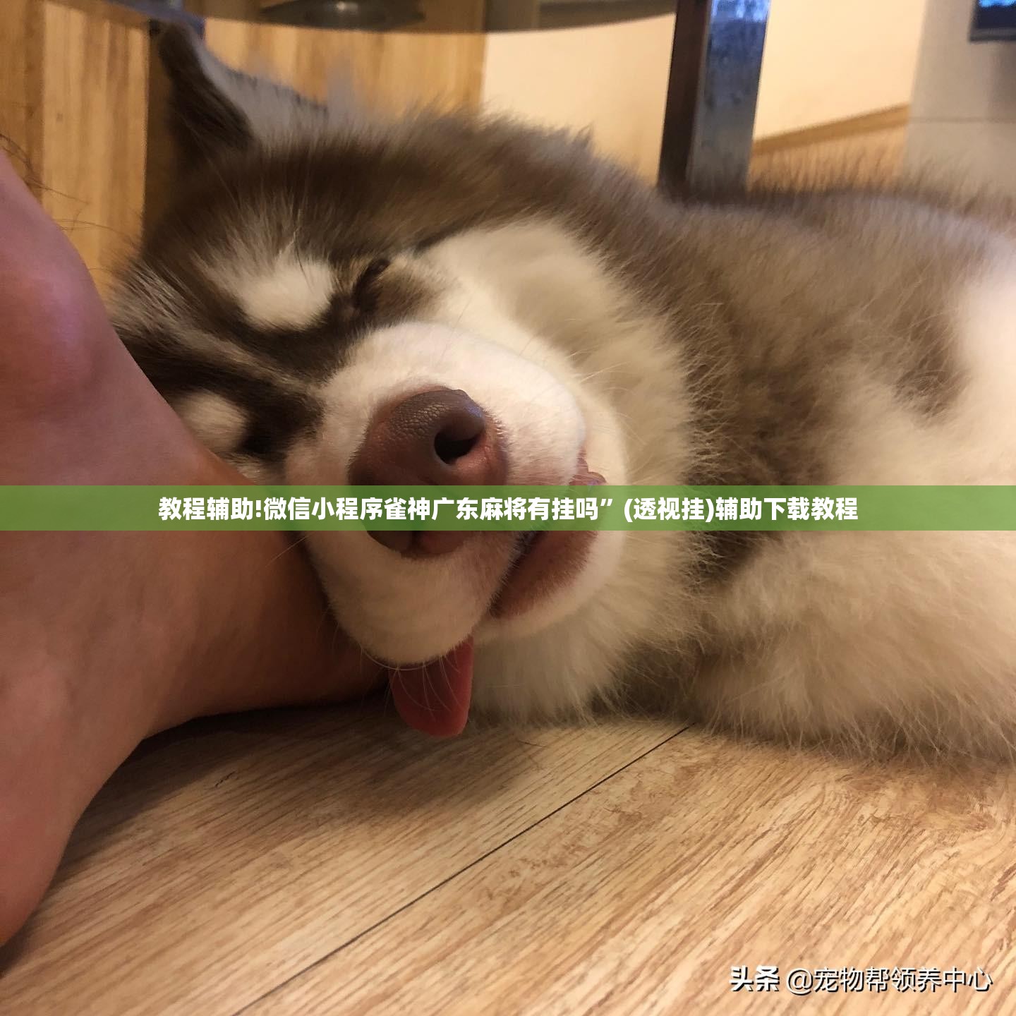 教程辅助!微信小程序雀神广东麻将有挂吗”(透视挂)辅助下载教程