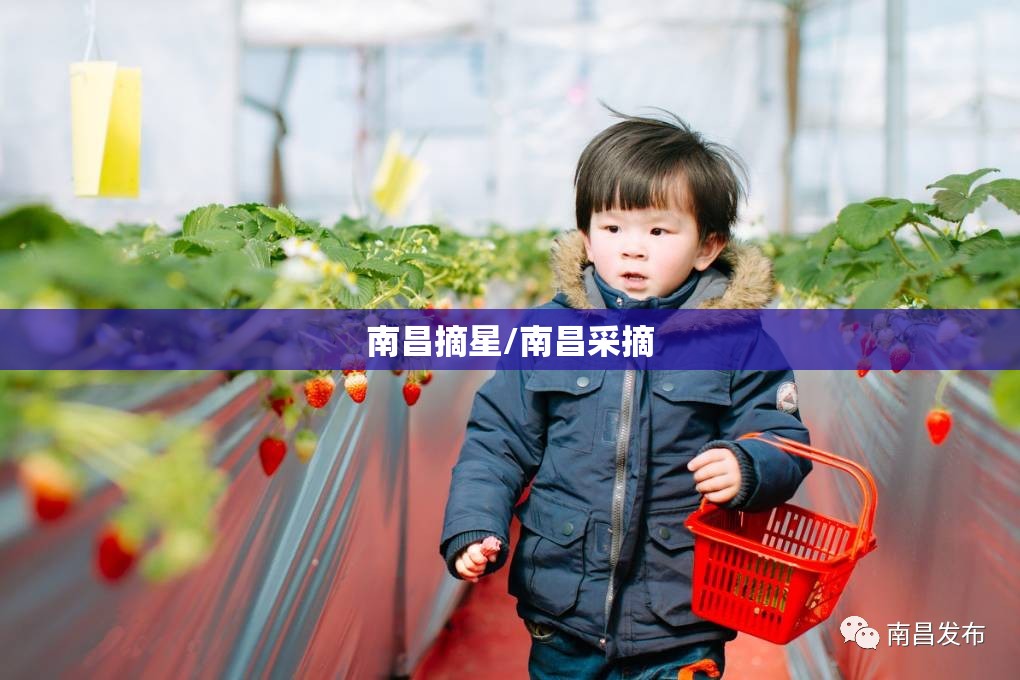 南昌摘星/南昌采摘 南昌摘星/南昌采摘