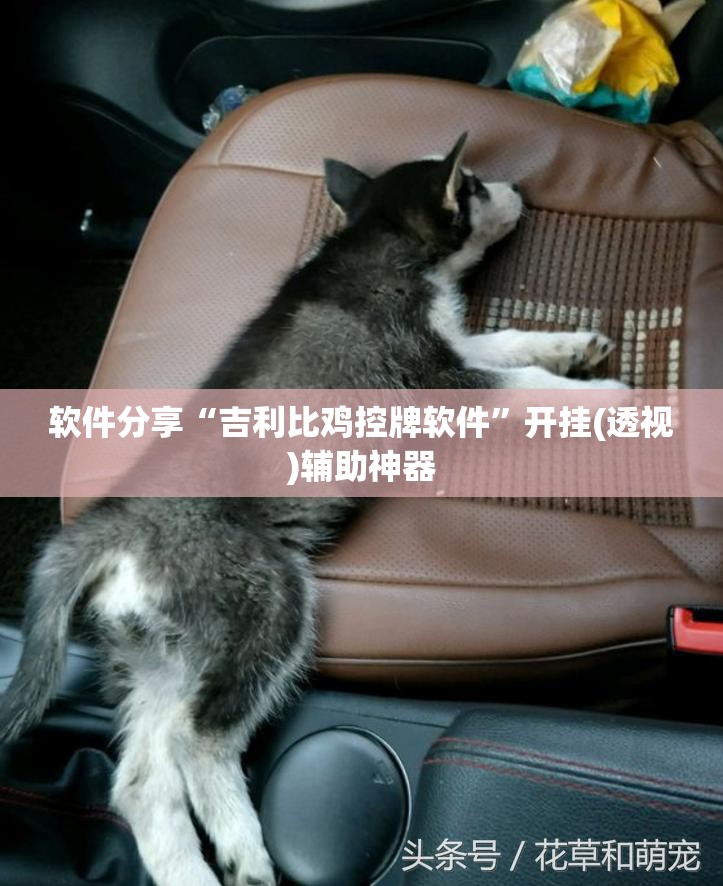 软件分享“吉利比鸡控牌软件	”开挂(透视)辅助神器