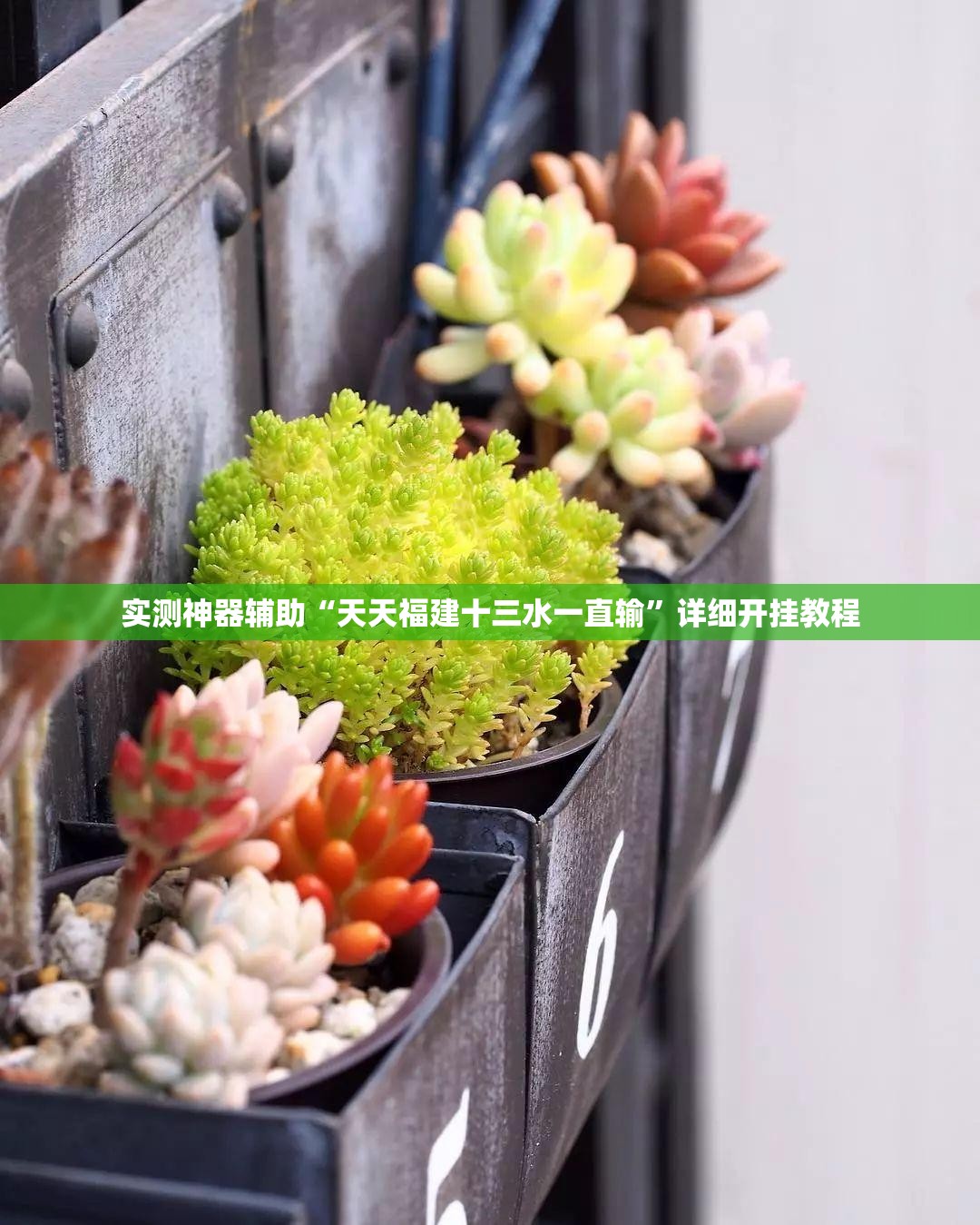 实测神器辅助“天天福建十三水一直输”详细开挂教程