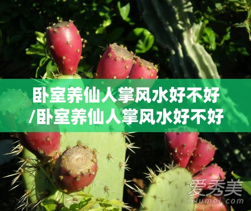 卧室养仙人掌风水好不好/卧室养仙人掌风水好不好呢