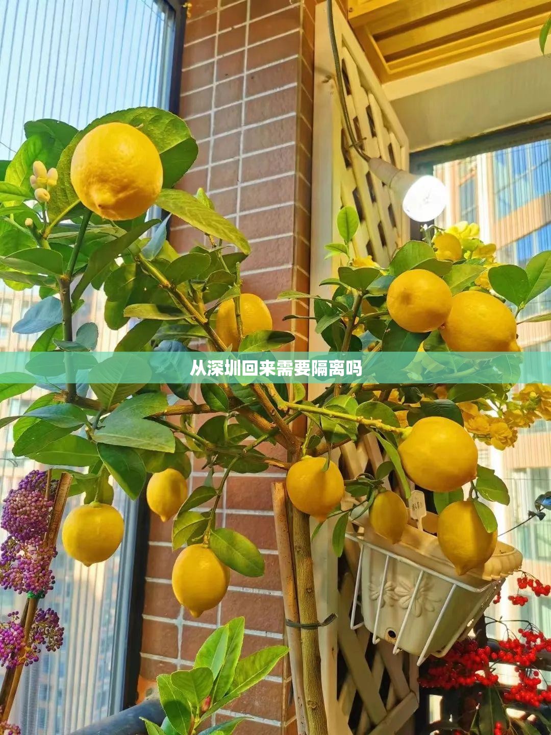 从深圳回来需要隔离吗:从深圳回来需要隔离吗最新消息