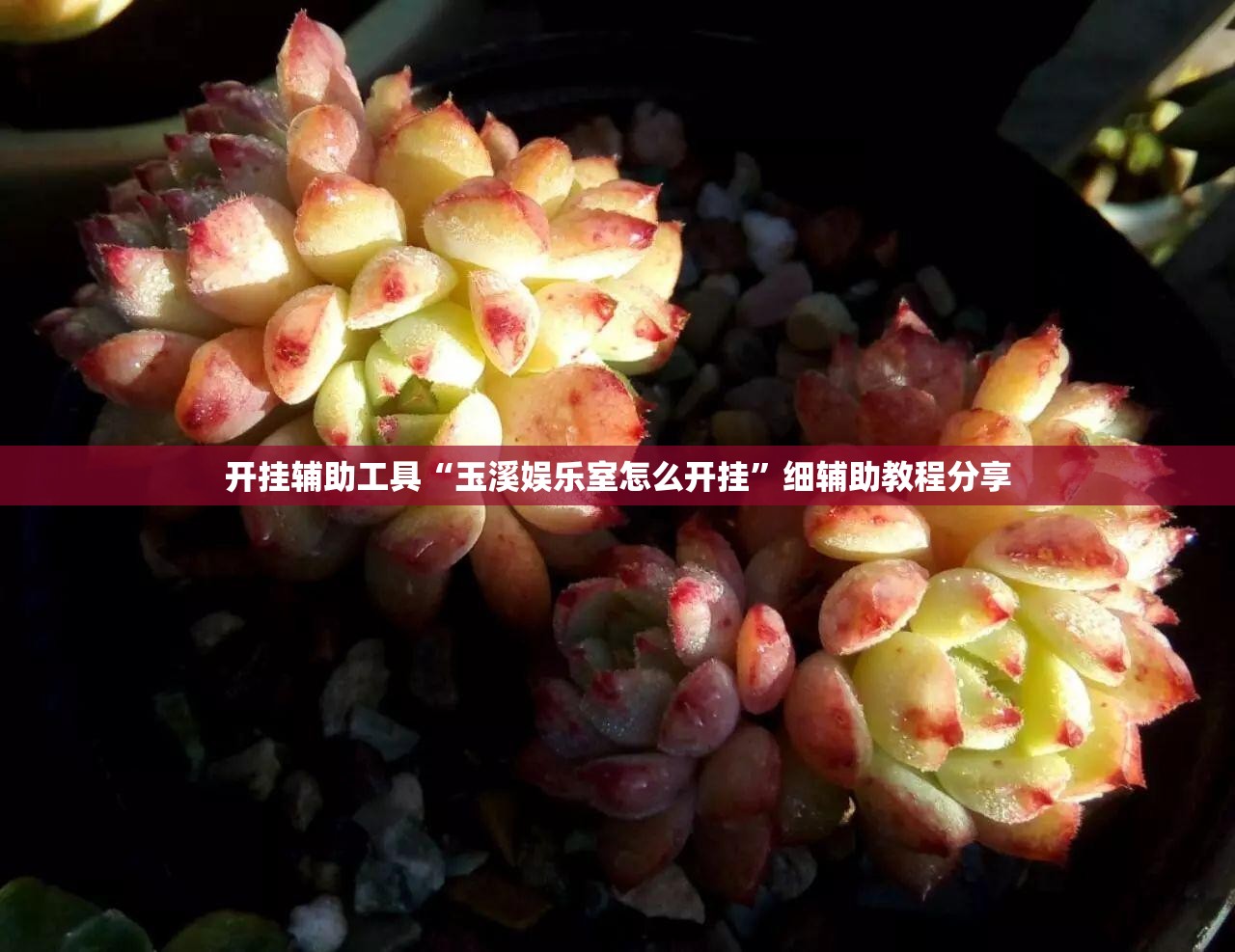 开挂辅助工具“玉溪娱乐室怎么开挂”细辅助教程分享