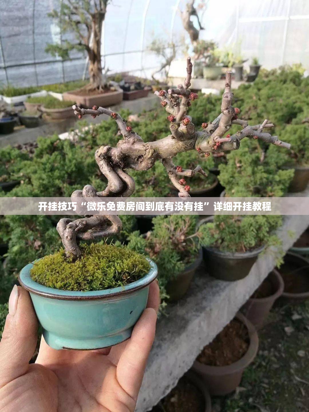 开挂技巧“微乐免费房间到底有没有挂	”详细开挂教程