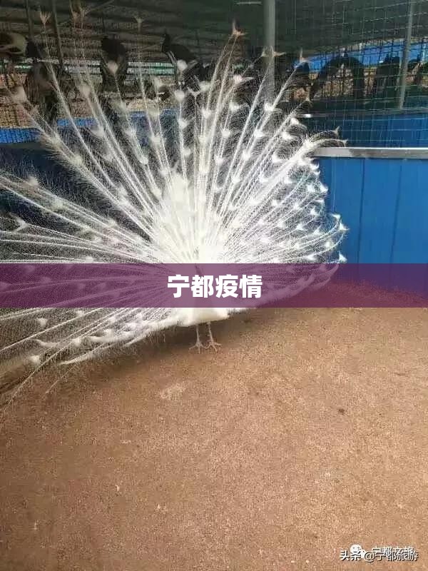 【宁都疫情/宁都防控最新新闻】