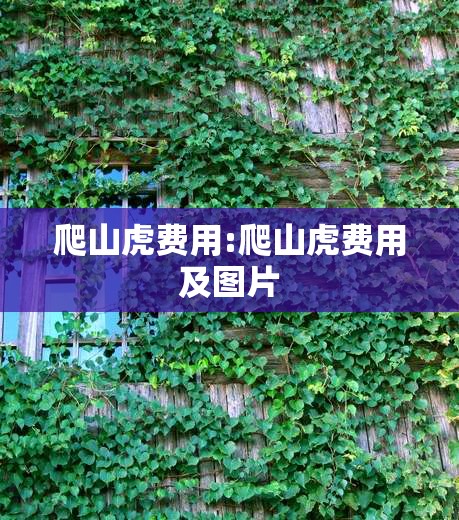爬山虎费用:爬山虎费用及图片 爬山虎费用:爬山虎费用及图片