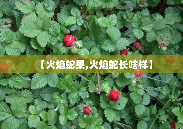 【火焰蛇果,火焰蛇长啥样】 【火焰蛇果,火焰蛇长啥样】