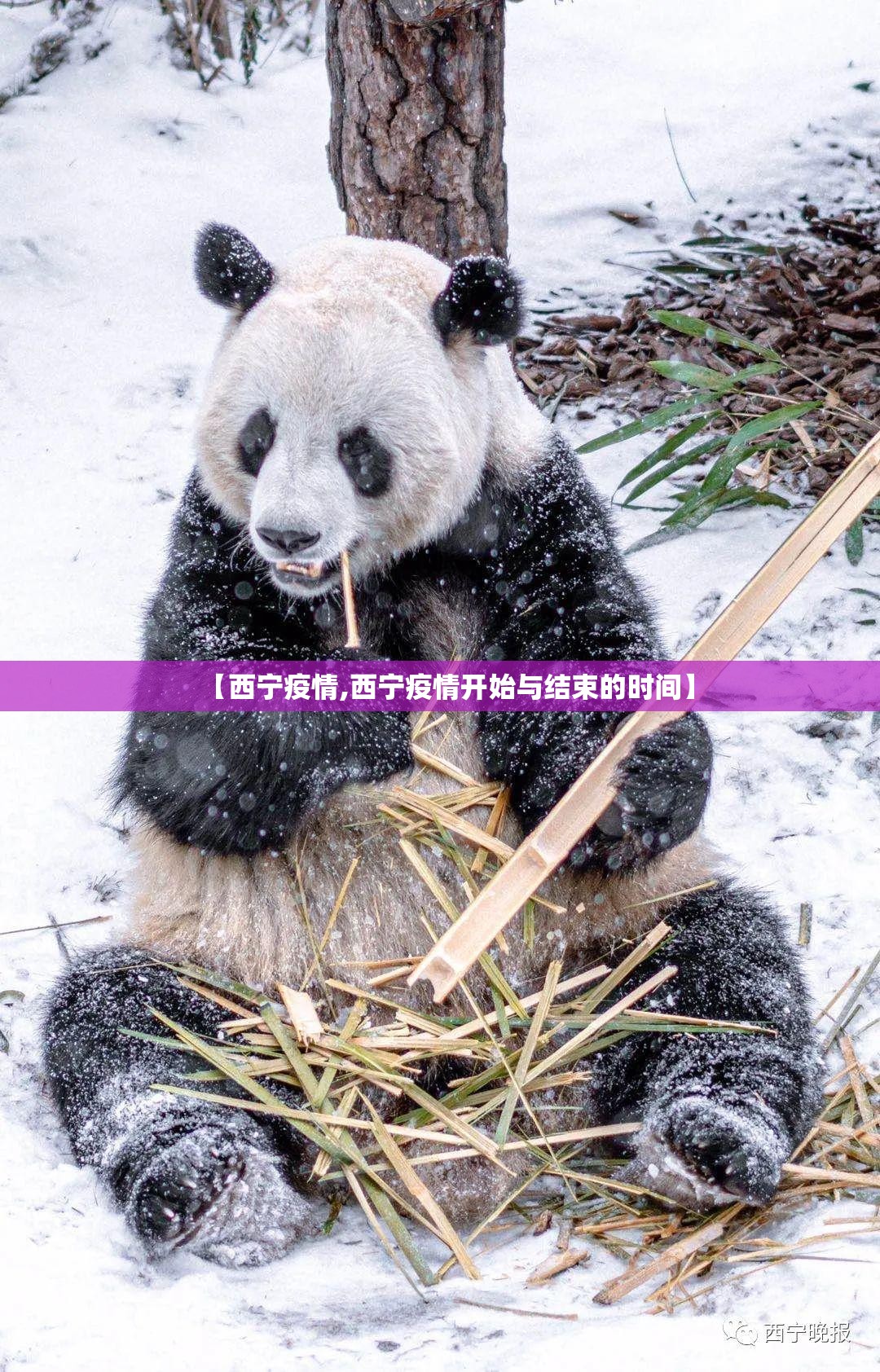 【西宁疫情,西宁疫情开始与结束的时间】 【西宁疫情,西宁疫情开始与结束的时间】