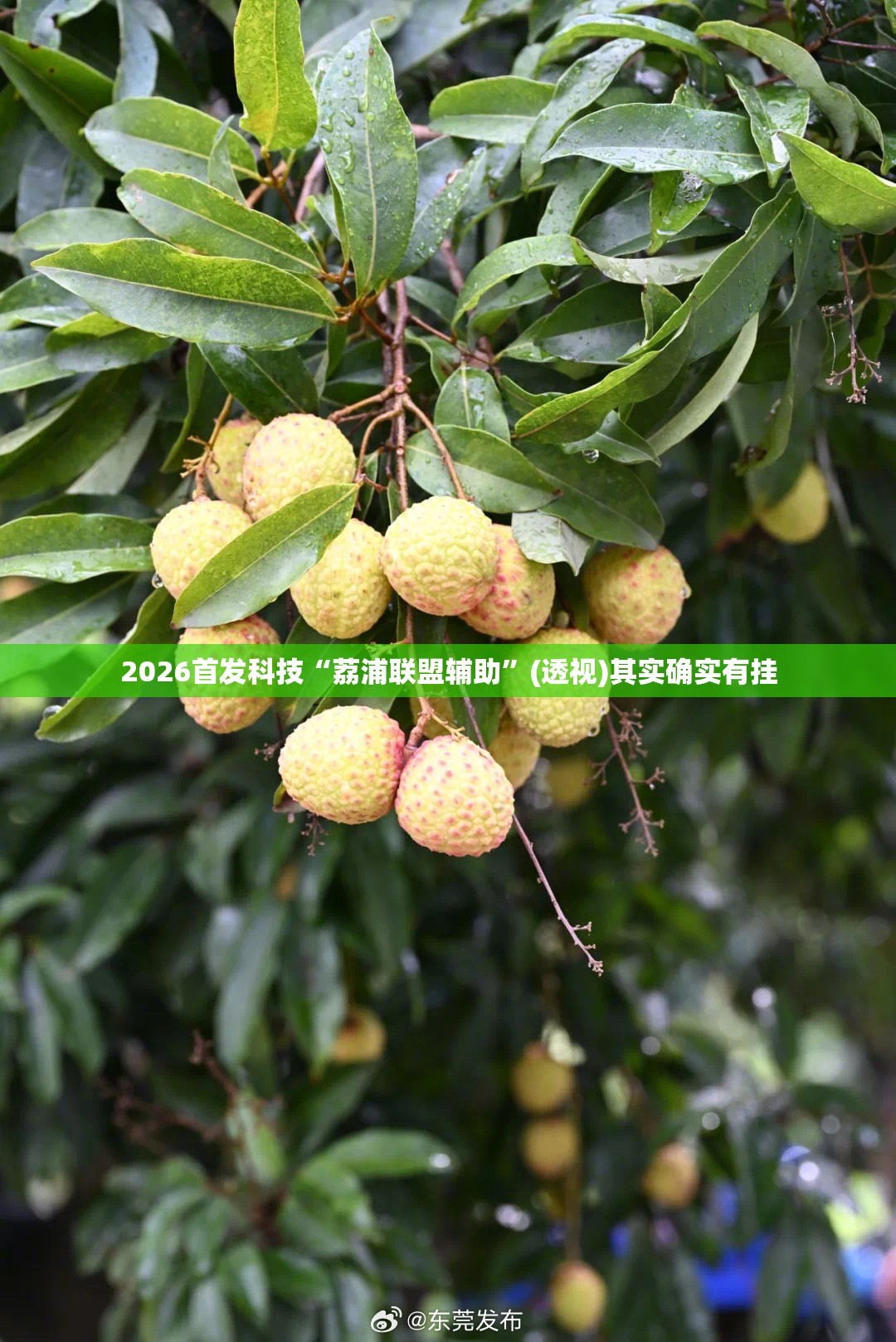 2026首发科技“荔浦联盟辅助”(透视)其实确实有挂