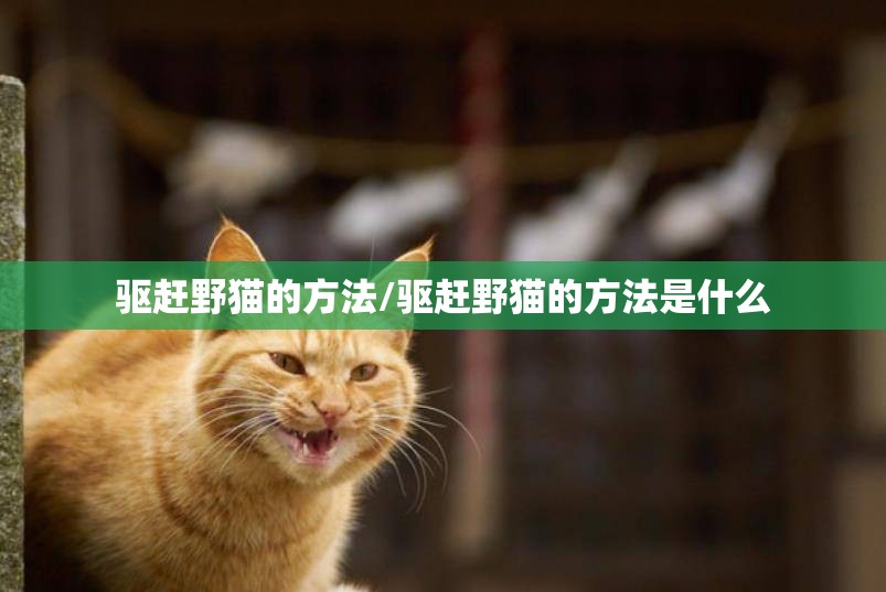 驱赶野猫的方法/驱赶野猫的方法是什么 驱赶野猫的方法/驱赶野猫的方法是什么