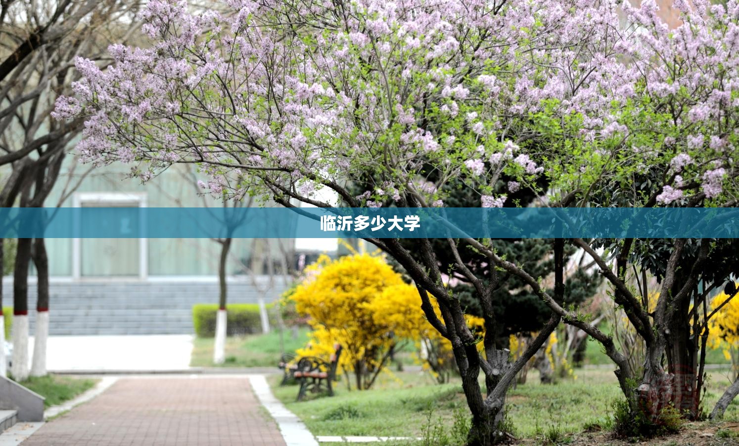 临沂多少大学:临沂所有大学