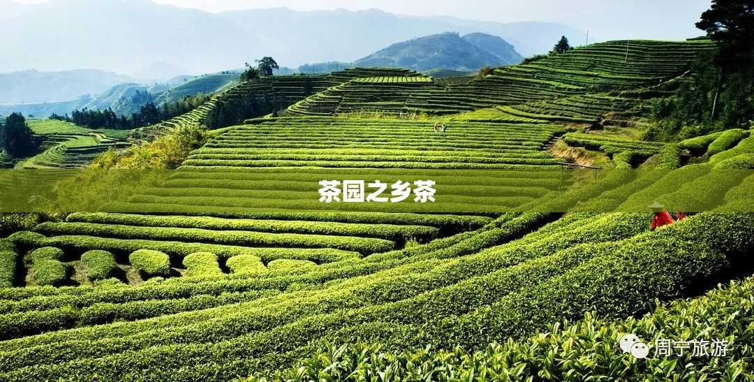 【茶园之乡茶,茶园乡茶园中学王斯信】