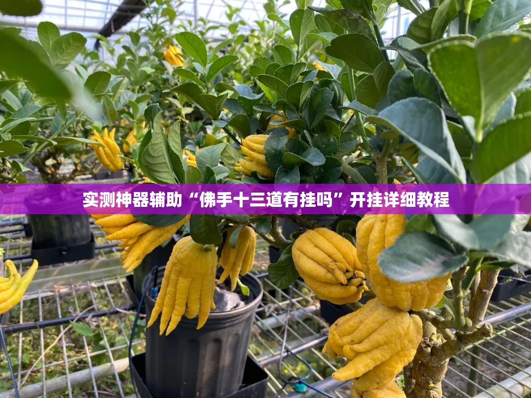 实测神器辅助“佛手十三道有挂吗	”开挂详细教程