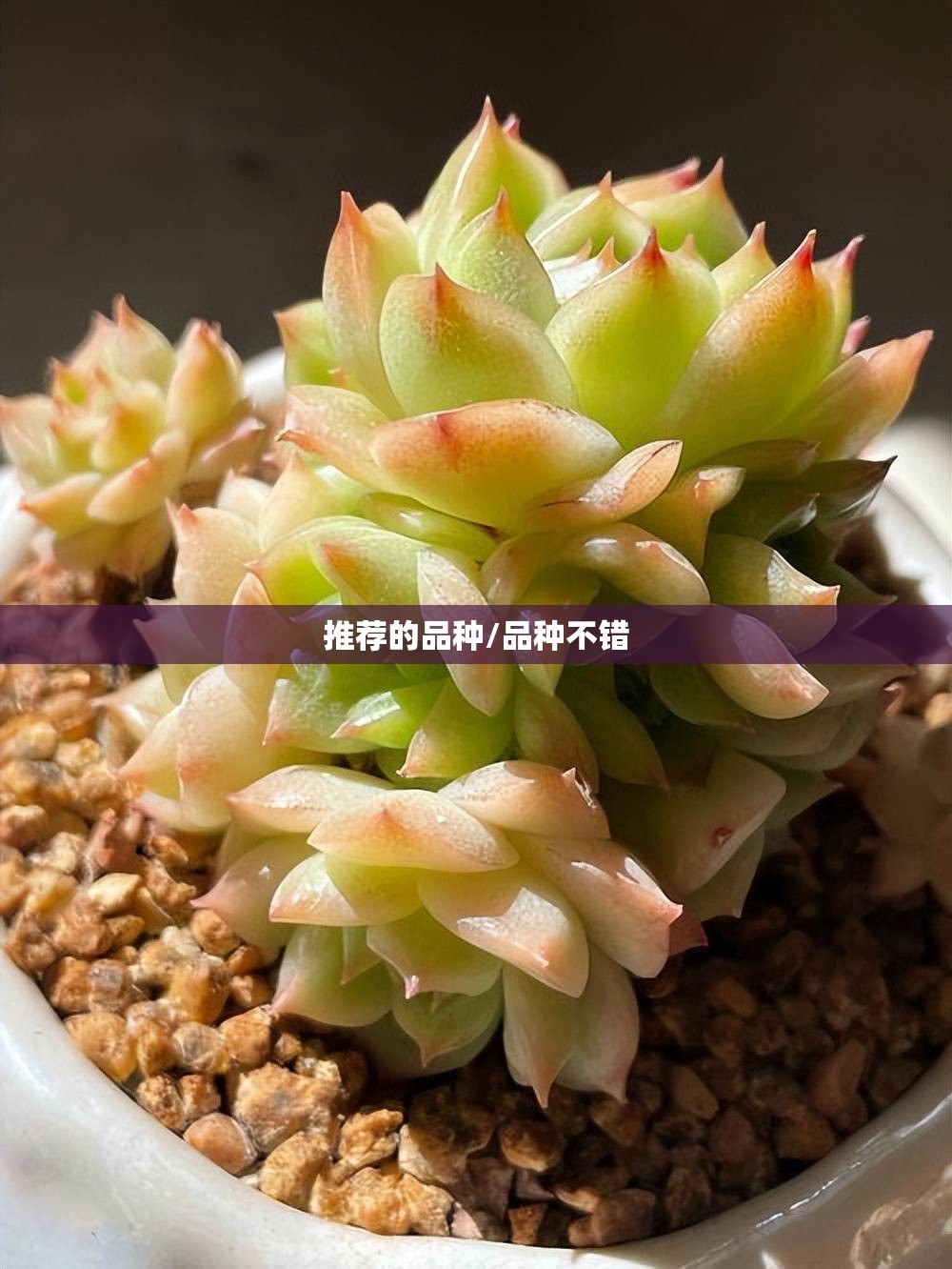 推荐的品种/品种不错
