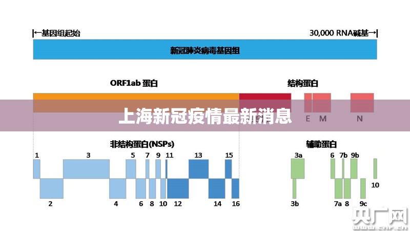 上海新冠疫情最新消息/上海新冠病毒疫情最新情况