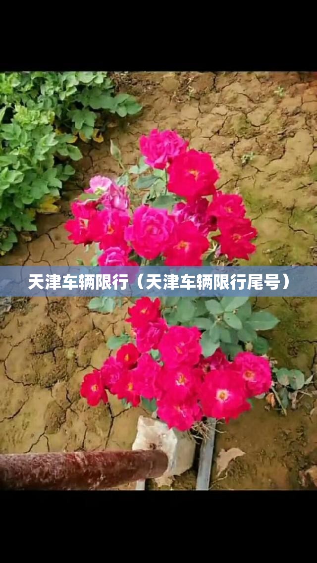 天津车辆限行（天津车辆限行尾号）
