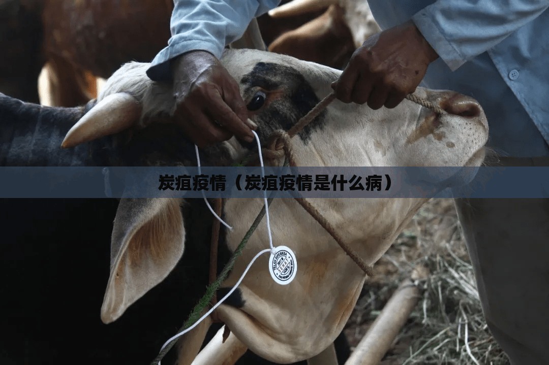炭疽疫情(炭疽疫情是什么病) 炭疽疫情(炭疽疫情是什么病)