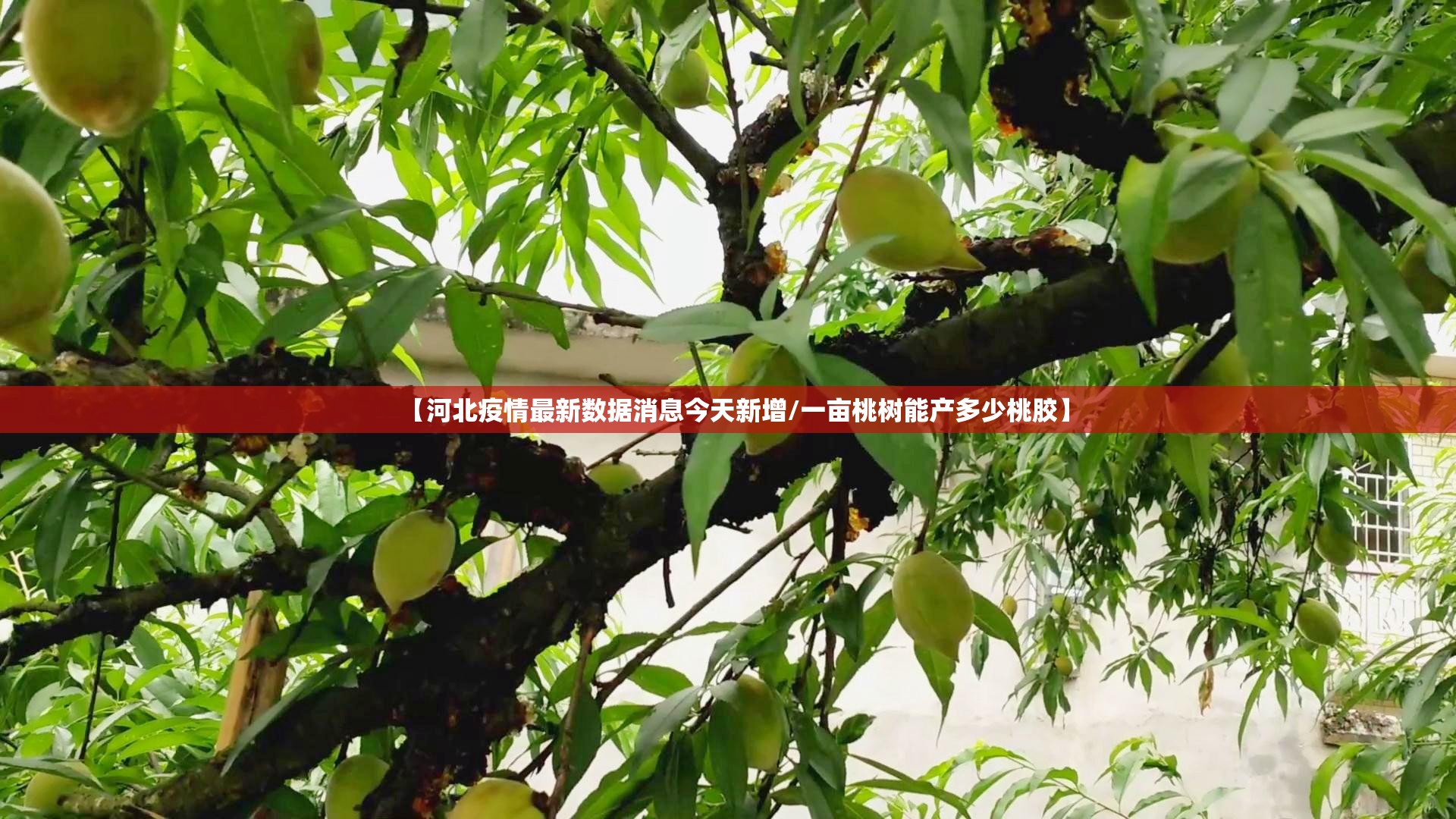 【河北疫情最新数据消息今天新增/一亩桃树能产多少桃胶】