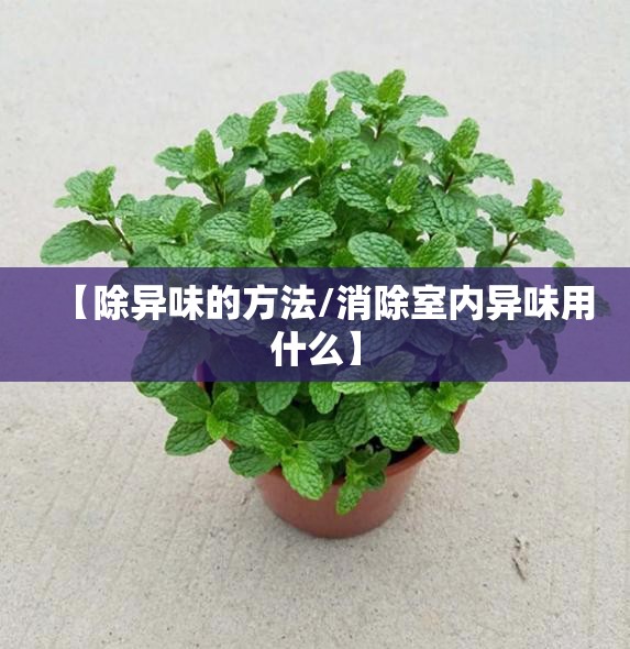 【除异味的方法/消除室内异味用什么】